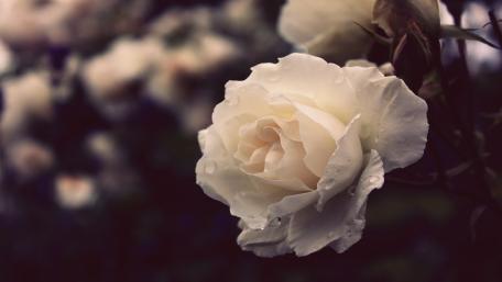 Elegance of a White Rose Garden wallpaper