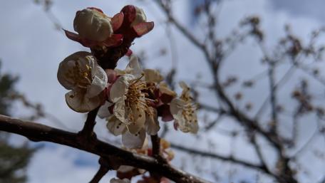 apricot blossom wallpaper