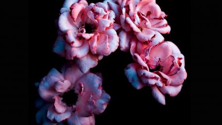 crowned flowers wallpaper