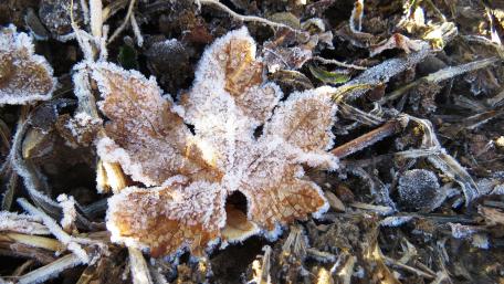 Frozen leaf wallpaper