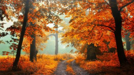 Autumn Serenity in the Forest wallpaper