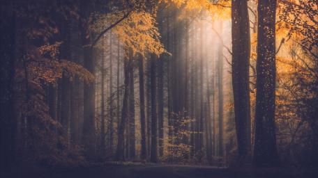 Golden Autumn Glow in the Forest wallpaper