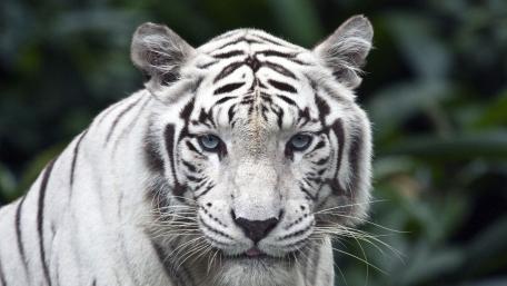 Majestic White Tiger in the Wild wallpaper