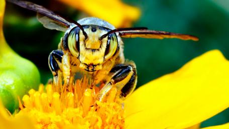 Intricate Details of a Bee on a Flower wallpaper