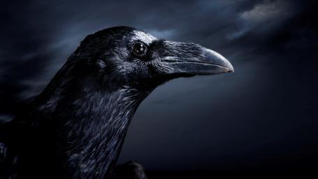 Raven in Enigmatic Twilight Glory wallpaper