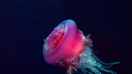 Glowing Jellyfish in Deep Ocean Waters wallpaper