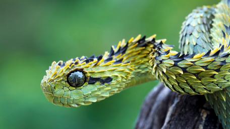 Vibrant Snake Close-Up wallpaper