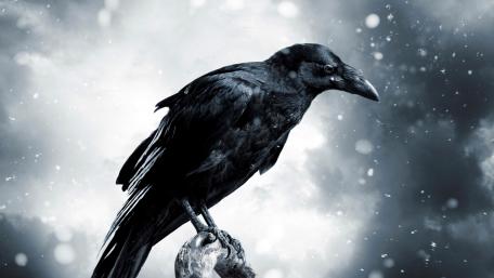 Majestic Crow in Winter Wonderland wallpaper