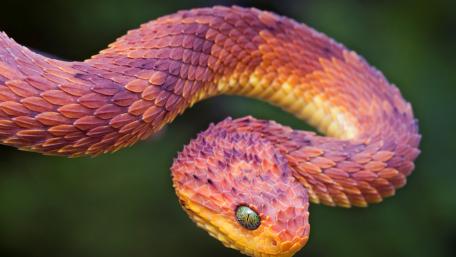 Enigmatic Beauty of the Scaled Serpent wallpaper