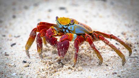 Vibrant Beach Crab on Sandy Shore wallpaper
