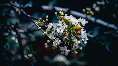 Blooming pear tree wallpaper