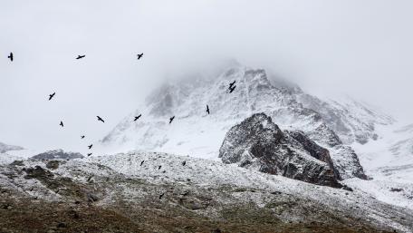 Majestic Winter Mountain with Birds wallpaper