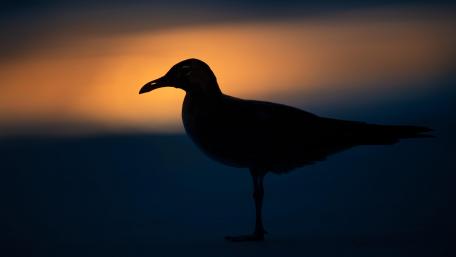 Silhouette of a Bird at Twilight wallpaper