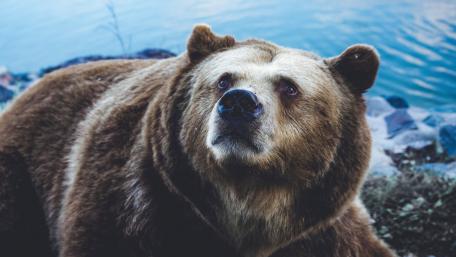 Majestic Bear by the Water wallpaper