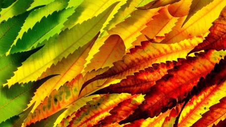 Colorful leaves wallpaper
