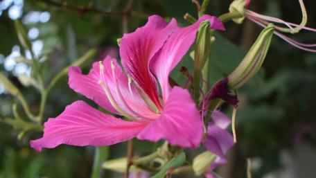 Pink flower wallpaper