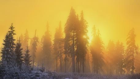 Golden Glow Over a Winter Pine Forest wallpaper