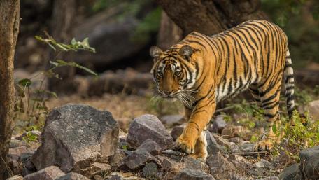 Majestic Tiger in Its Natural Habitat wallpaper