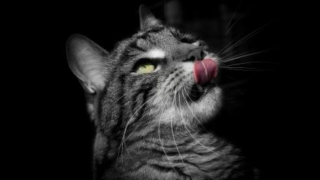 Captivating Cat in the Shadows wallpaper