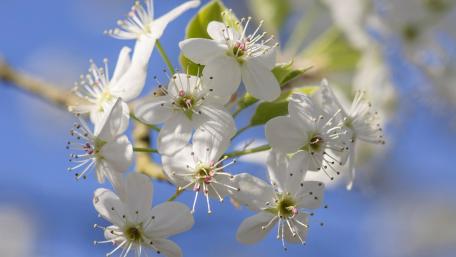 White Blooms Against a Clear Sky wallpaper
