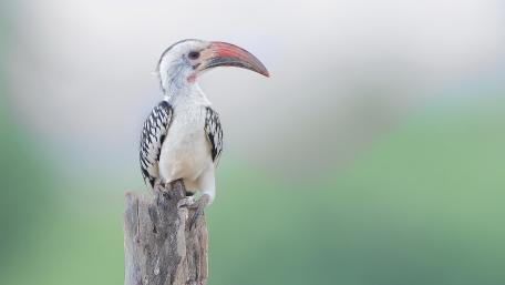 Red-billed hornbill wallpaper