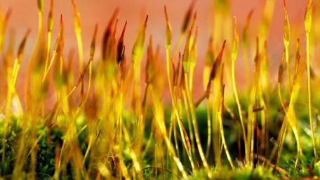 Vibrant Moss Springs in Nature's Details wallpaper