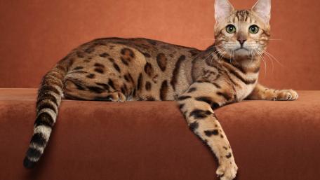 Bengal cat wallpaper