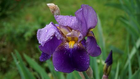 Purple Iris Flower Glistening with Dew in Spring Sunlight wallpaper
