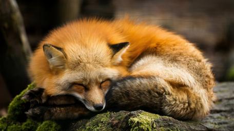 Cozy Fox in Dreamland wallpaper