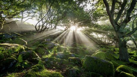 Serene Sunlight Amidst Mossy Stones wallpaper