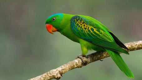 Vibrant Green Parrot on a Branch wallpaper