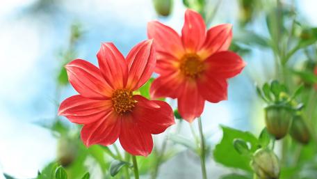 Vibrant Red Blooms Amidst Greenery wallpaper