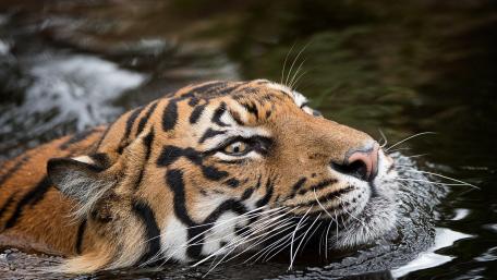 Majestic Tiger Swimming in Tranquil Waters wallpaper