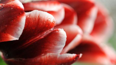 Vivid Tulip Petals with Dew Drops for a Fresh Look wallpaper