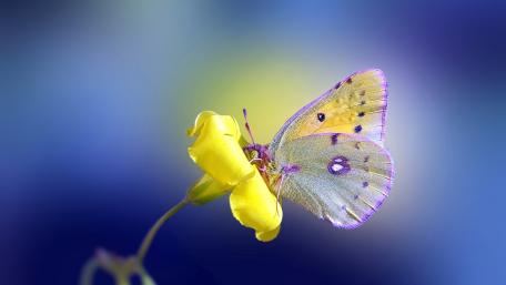 Blissful Butterfly on Yellow Flower wallpaper