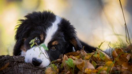 Adorable Border Collie Puppy in Autumn Leaves wallpaper
