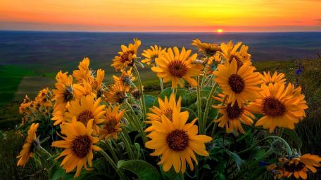 Radiant Sunflowers Against a Sunset Sky wallpaper