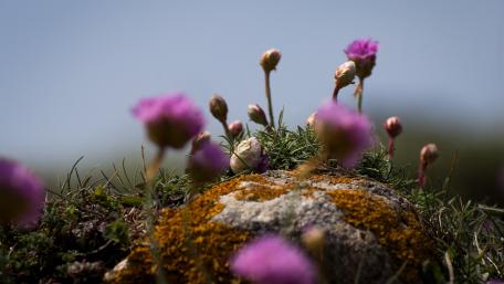 Vibrant Purple Flowers on a Stone Surface wallpaper
