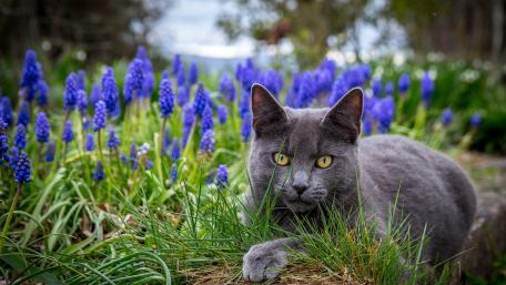 Charming Grey Cat Amidst Blue Flowers wallpaper