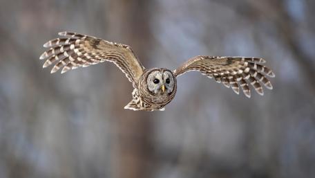 Majestic Owl in Flight wallpaper