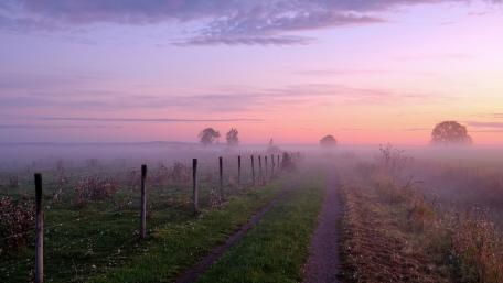 Misty field wallpaper