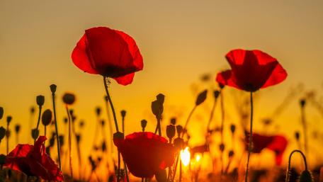Vibrant Poppies Against a Summer Sunset wallpaper