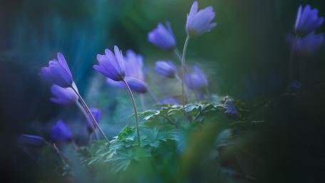Serenity in Blurred Blue Blossoms wallpaper