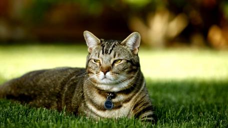 Charming Domestic Cat Relaxing on Green Grass wallpaper