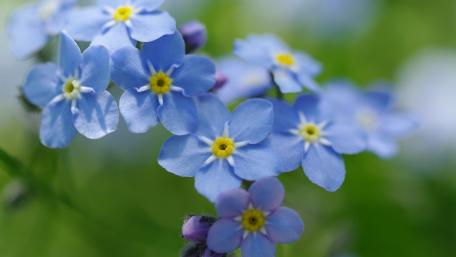 Delicate Blue Blossoms in Soft Focus wallpaper