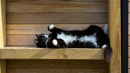 Playful Cat Relaxing in Sunshine wallpaper