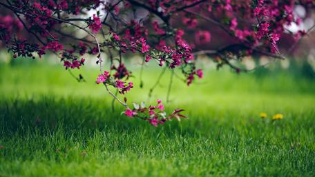 Vibrant Blossoms in a Spring Meadow wallpaper