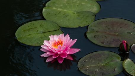 Elegant Pink Waterlily in Serene Water Garden wallpaper