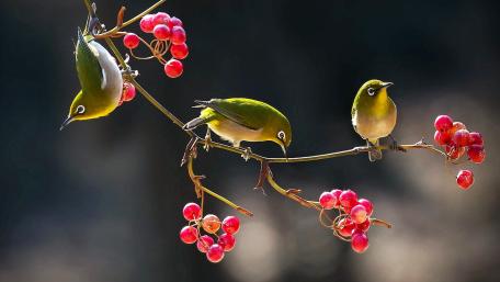 Charming Green Birds Among Berries wallpaper