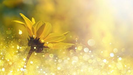 Sunlit Sunflower Dreamscape wallpaper